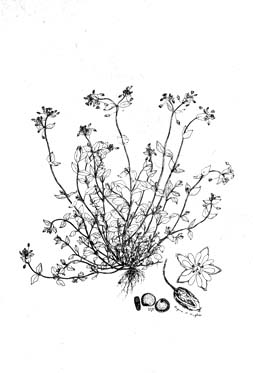 Chickweed tastes good and is very nutritious.